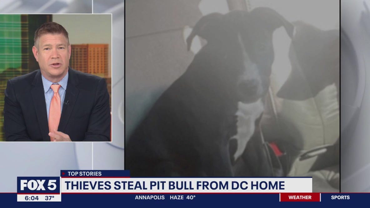 Pit bull named 'Lola' stolen during New Year’s Eve burglary in DC
